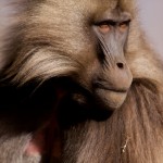 Ethiopia  010