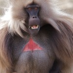 Ethiopia  020