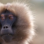 Ethiopia  021