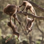 Ethiopia  024
