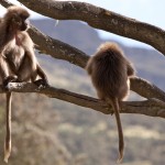 Ethiopia  025
