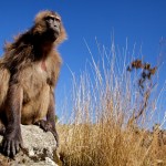 Simien Mountains - Ethiopia