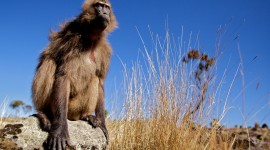 Simien Mountains - Ethiopia