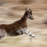 Ethiopia  029