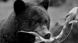 19th April 2010: Black Bear, Princess Royal Island, Canada