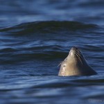 Knoydart 002