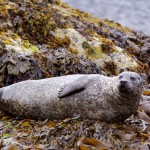 Knoydart 003