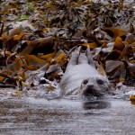 Knoydart 004