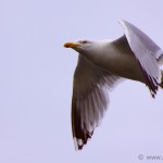 Knoydart 005