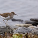 Knoydart 007