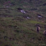 Knoydart 010