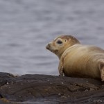 Knoydart 011