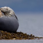 Knoydart 012