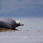 Knoydart 013