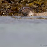 Knoydart 014