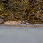Knoydart 015