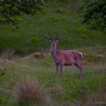 Knoydart 025