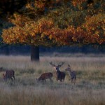 Red Deer in Richmond Park 001