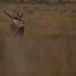 Red Deer 002
