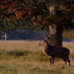 Red Deer 003