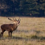 Red Deer 004