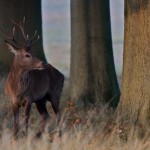 Red Deer 006