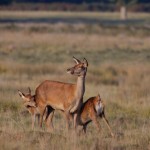 Red Deer 007