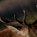 Red Deer 008