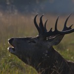 Red Deer 009