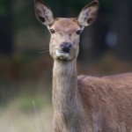 Richmond Park 001