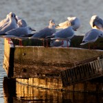Richmond Park 002