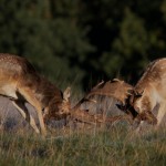 Richmond Park 003
