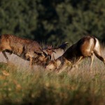 Richmond Park 004