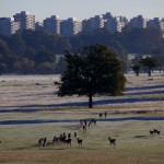 Richmond Park 005