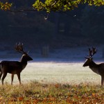 Richmond Park 006