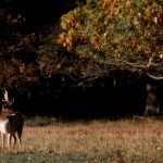 Richmond Park 007