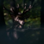 Red Deer in Richmond Park