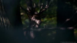 Red Deer in Richmond Park