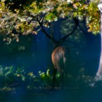 Richmond Park 009