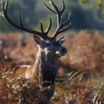 Richmond Park 010