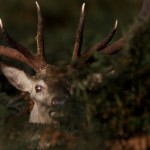 Richmond Park 011
