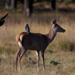 Richmond Park 012