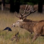 Richmond Park 013
