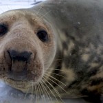 Donna Nook Seals  001