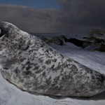 Donna Nook Seals  002