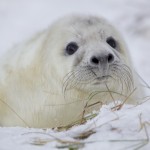Donna Nook Seals  003