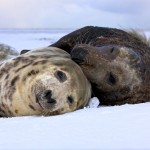 Donna Nook Seals  004