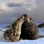 Donna Nook Seals  005