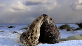 Grey Seals at Donna Nook