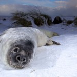 Donna Nook Seals  006